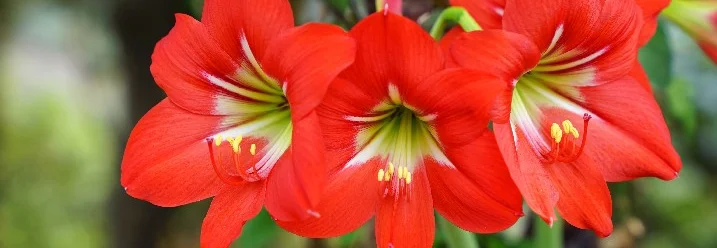 Rote Amaryllisblüten